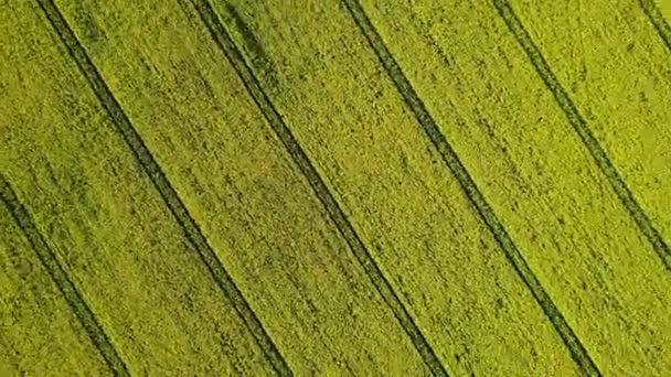 Vídeo Compilação Descolagem Acima Florescendo Campo Colza Amarelo Dia Ensolarado — Vídeo de Stock