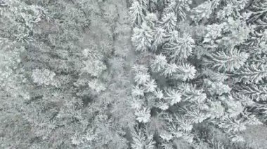 4 k derleme Video. Uçuş donmuş kış orman Kuzey, hava görünümünde yukarıda.