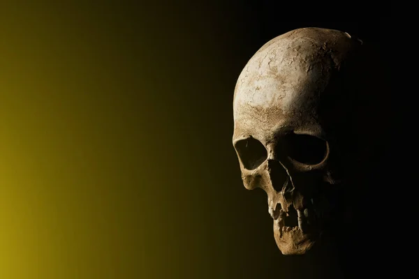 Human skull on a black background. flare effect — Stock Photo, Image