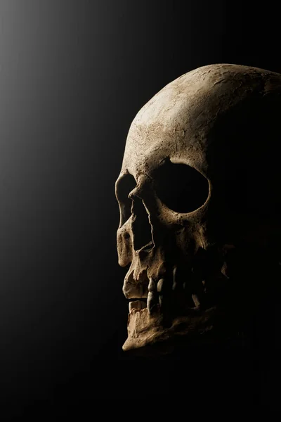 Human skull on a black background. flare effect — Stock Photo, Image