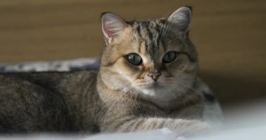 Komik gignger kedi döşeme, kanepe ve meraklı cam görünümlü