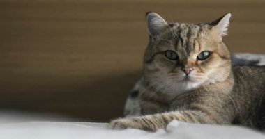 Komik gignger kedi döşeme, kanepe ve meraklı cam görünümlü