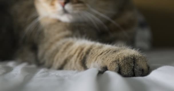 Close-up Cats paw British cat — Stock Video