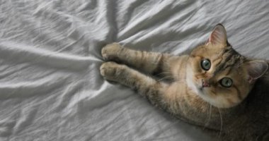 Komik gignger kedi döşeme, kanepe ve meraklı cam görünümlü