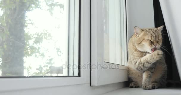 Βρετανική χρυσή γάτα πλύσιμο τον εαυτό της να κάθεται στο παράθυρο — Αρχείο Βίντεο