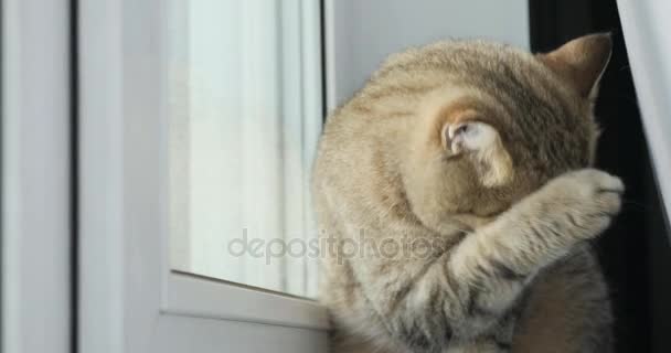 Британская золотая кошка моется, сидя на окне — стоковое видео