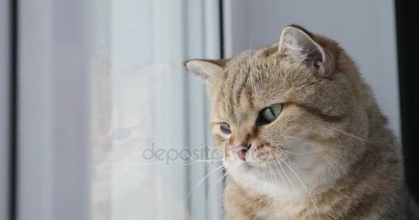 British cat yawns sitting on the window — Stock Video