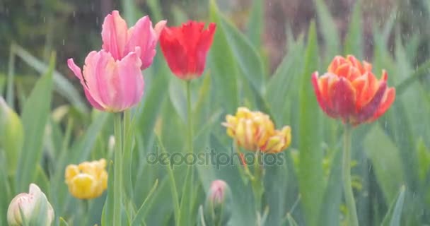 Closeup footage rain on flowers tulip — Stock Video