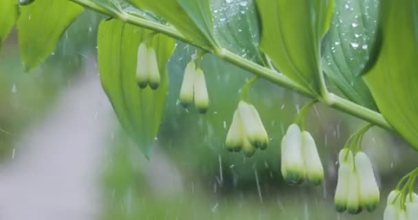 Water drops cascade from green leaves during heavy rain — Stock Video