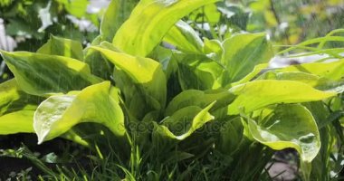 su cascade yeşil yapraklarından sırasında ağır yağmur damlaları