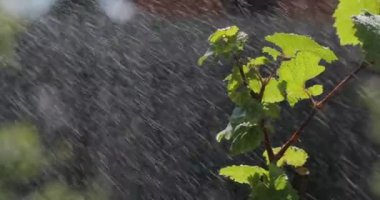 yağmur suyu ile yeşil arka damla ile yaprak