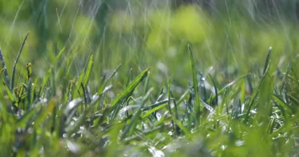 Verschwommener Grashintergrund mit Wassertropfen — Stockvideo