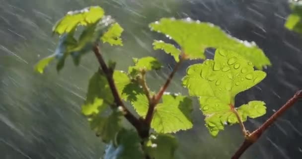 Лист з краплями дощової води з зеленим фоном — стокове відео