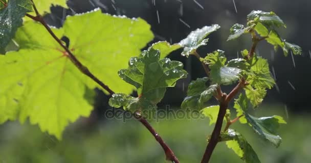녹색 배경으로 빗 물 방울과 함께 잎 — 비디오