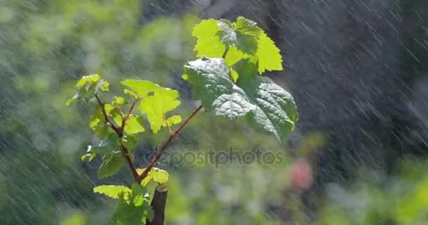 Лист з краплями дощової води з зеленим фоном — стокове відео