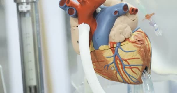 Artificial circulation of blood, mans artificial heart, model of the heart. Donor heart — Stock Video