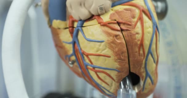 Artificial circulation of blood, mans artificial heart, model of the heart. Donor heart — Stock Video