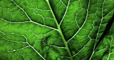 Yeşil yaprağı damla yağmur suyu siyah arka plan ile. siyah arka plan üzerine izole.