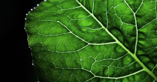 Grünes Blatt mit Tropfen Regenwasser vor schwarzem Hintergrund. isoliert auf schwarzem Hintergrund. — Stockvideo