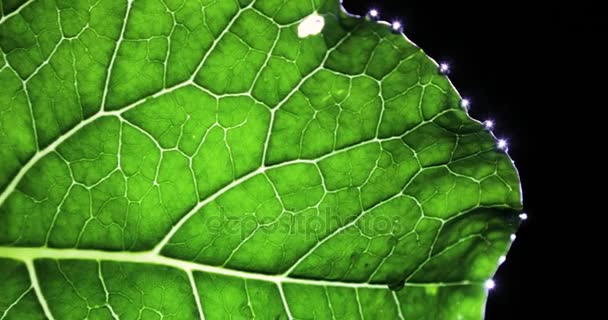Green Leaf with drop of rain water with black background. isolated on black background. — Stock Video