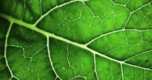 Green Leaf with drop of rain water with black background. isolated on black background. — Stock Video