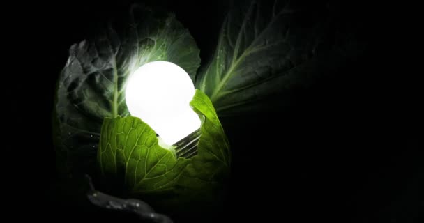 Une ampoule dans l'obscurité, la lampe s'allume dans des feuilles vertes. fond noir, écologie Concept, Glowing Energy Concept — Video