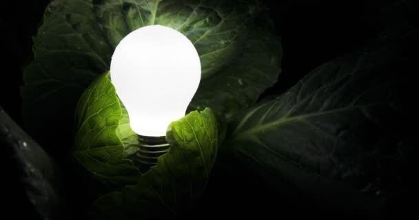 Una bombilla en la oscuridad, la lámpara se enciende en hojas verdes. fondo negro, concepto de ecología, concepto de energía brillante — Vídeos de Stock