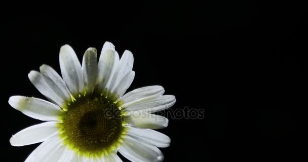 Μονό λευκό χαμομήλι λουλούδια. Κοντινό πλάνο της ενιαίας chamomileblack υπόβαθρο. Έννοια της φύσης. Έννοια της άνοιξης. — Αρχείο Βίντεο
