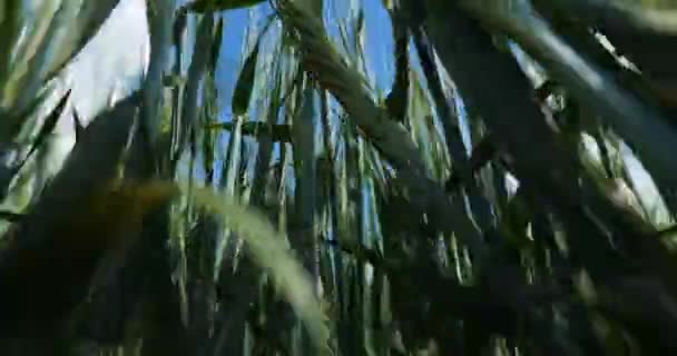 Close-up shot van tarwe met blauwe lucht — Stockvideo
