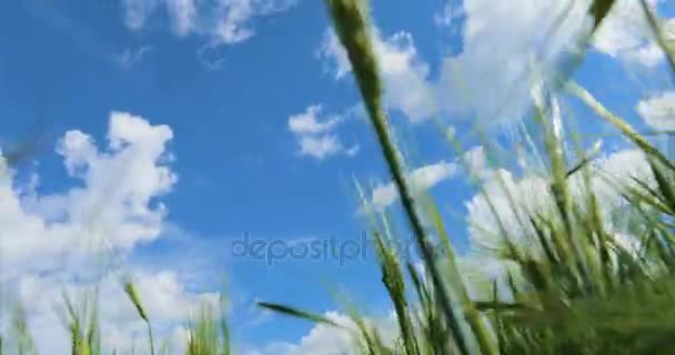 Close-up tiro de trigo com céu azul — Vídeo de Stock