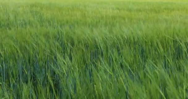 Campo di grano Onde mosso dal vento estivo Pan Natura sfondo — Video Stock