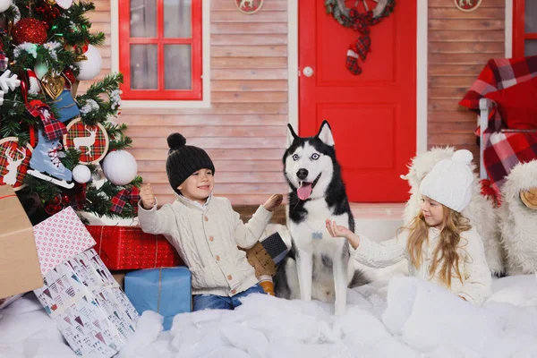Celebrando la Navidad con su perro en casa. niños juegan con el perro con el árbol de Navidad decorado en el fondo . —  Fotos de Stock