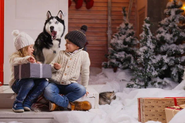Γιορτάζει τα Χριστούγεννα με το σκυλί τους στο σπίτι. τα παιδιά παίζουν με σκύλο με στολισμένο χριστουγεννιάτικο δέντρο στο παρασκήνιο. — Φωτογραφία Αρχείου