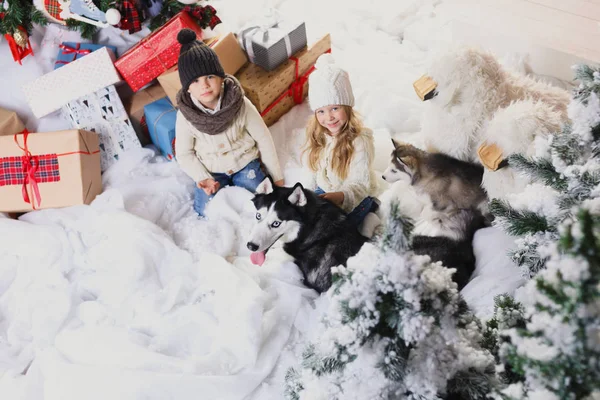 Barnen leker med hundar bredvid en julgran, ovanifrån — Stockfoto