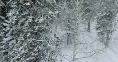 Anteni: Kış orman. Dağlarda kış