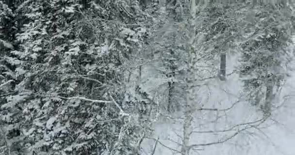 Antenn: Vintern skog. Vinter i fjällen — Stockvideo