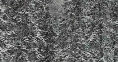 Anteni: Kış orman. Dağlarda kış