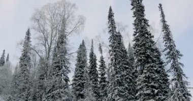 Anteni: Kış orman. Dağlarda kış