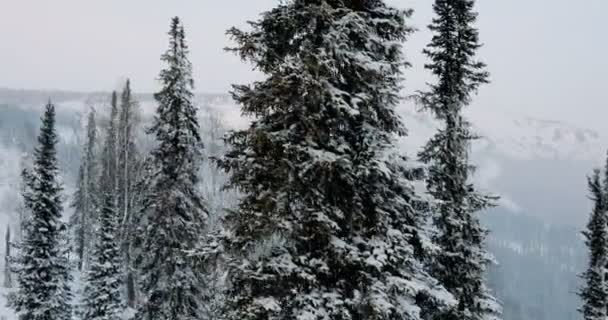 AERIAL: Bosque de invierno. Invierno en montañas — Vídeos de Stock