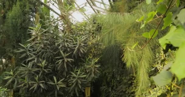 Plantas tropicales y árboles en el jardín botánico. Invernadero botánico. Interior del invernadero. Contexto tropical . — Vídeos de Stock