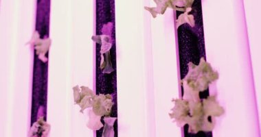 Suda suda bitki yetiştirme yöntemi. Bitki yetiştirme için UV grow ışıklar