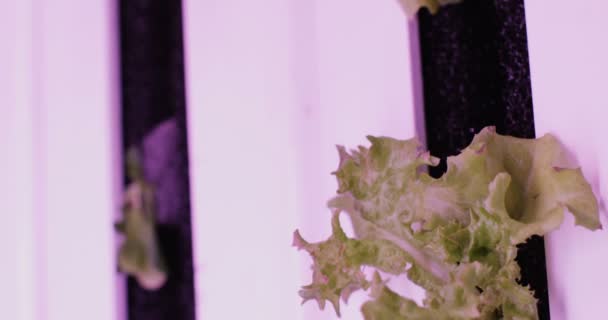 UV φώτα grow για καλλιέργεια φυτών. Υδροπονία αγρόκτημα λαχανικών. LED φώτα για για την καλλιέργεια φυτών. — Αρχείο Βίντεο
