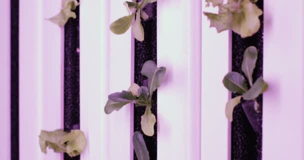 Método hidropônico de plantas em crescimento na água. UV crescem luzes para plantas em crescimento — Vídeo de Stock