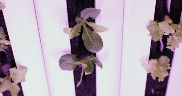 Luces de cultivo UV para plantas en crecimiento. hydroponics Vegetable Farm. Luces led encendidas para plantas en crecimiento . — Vídeos de Stock