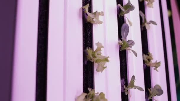 Hidroponikus módszer egyre növekvő növények, a víz. UV nő fények növekvő növények — Stock videók