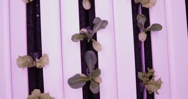 UV grow lights for growing plants. hydroponics Vegetable Farm. LED lights on for growing plants. — Stock Video