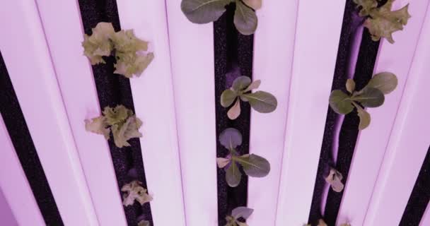 Luces de cultivo UV para plantas en crecimiento. hydroponics Vegetable Farm. Luces led encendidas para plantas en crecimiento . — Vídeo de stock