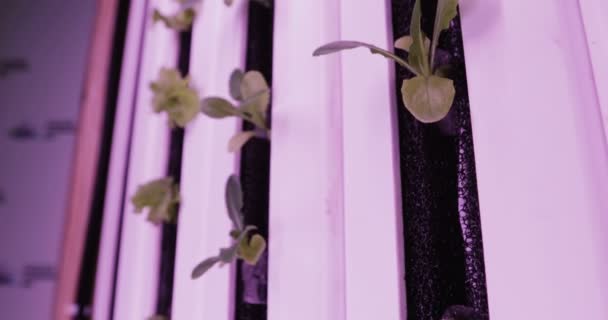 Metodo idroponico di coltivazione delle piante in acqua. UV crescere le luci per la coltivazione di piante — Video Stock