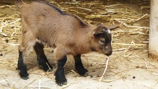 El surgimiento de cabras de raza checa (cabra de pelo castaño corto o cabra de pelo castaño) se refiere a la segunda mitad del siglo XX c. Para una nueva raza de cabras de color marrón alpino (Alpenziege) y marrón alemán (Erzgebirgziege) usadas . — Vídeos de Stock