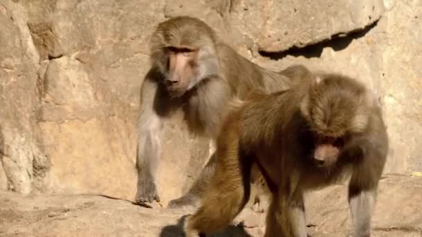 El macaco de cola de león (Macaca silenus), o wanderoo, es un mono del Viejo Mundo endémico de los Ghats occidentales del sur de la India. . — Vídeos de Stock